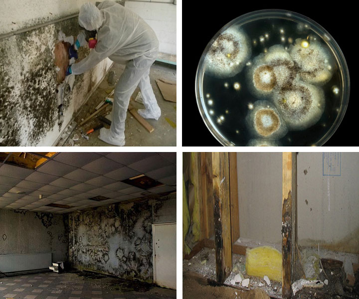 Mold Remediation